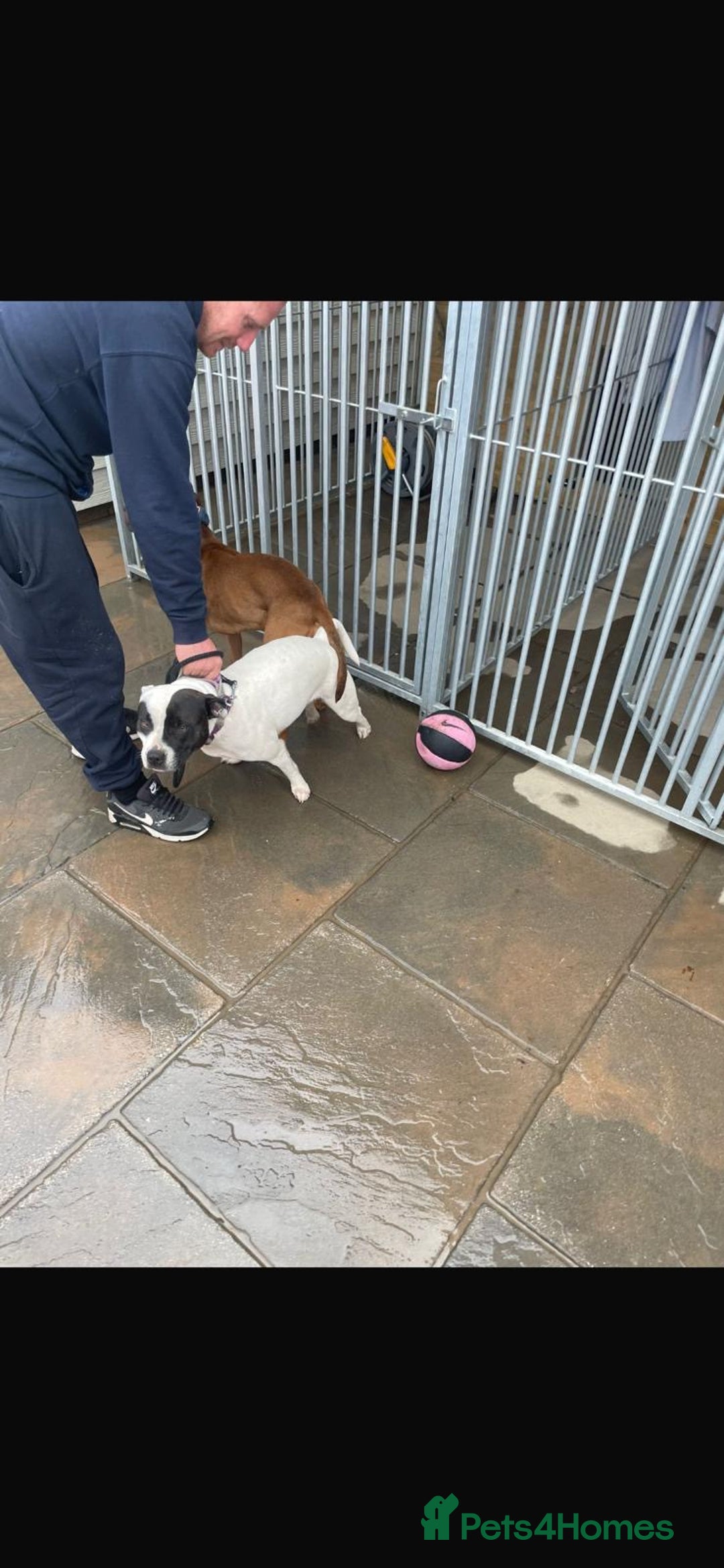 Staffordshire Bull Terrier dogs for sale: Beautiful staff pups for sale - Image 12