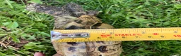 Hermann Tortoise reptiles for sale: Hermanns Tortoise 19 years old called Victor - Advert 4