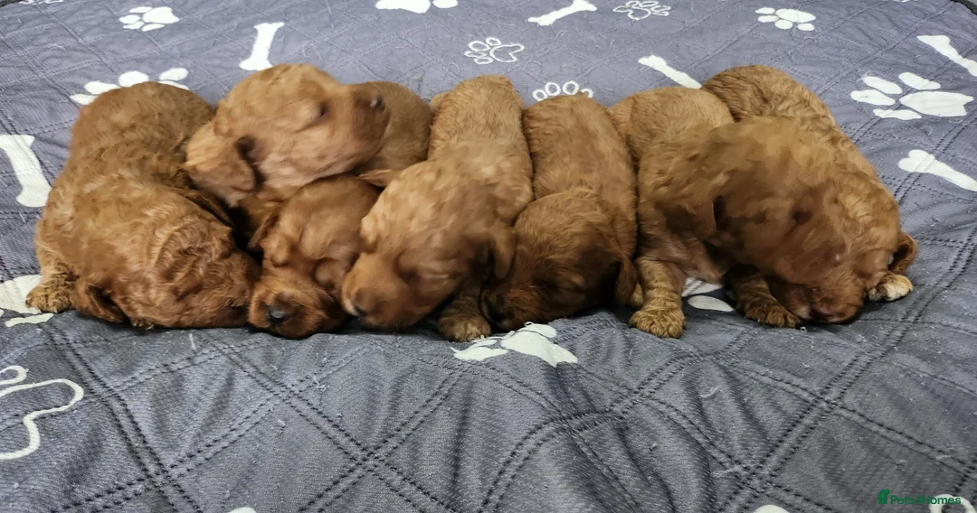 Cockapoo dogs for sale: F2 Cockapoo puppies in Jarrow - Advert 1