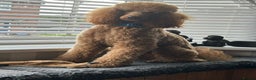 Standard Poodle dogs for sale: Beautiful standard poodle puppies - Advert 32