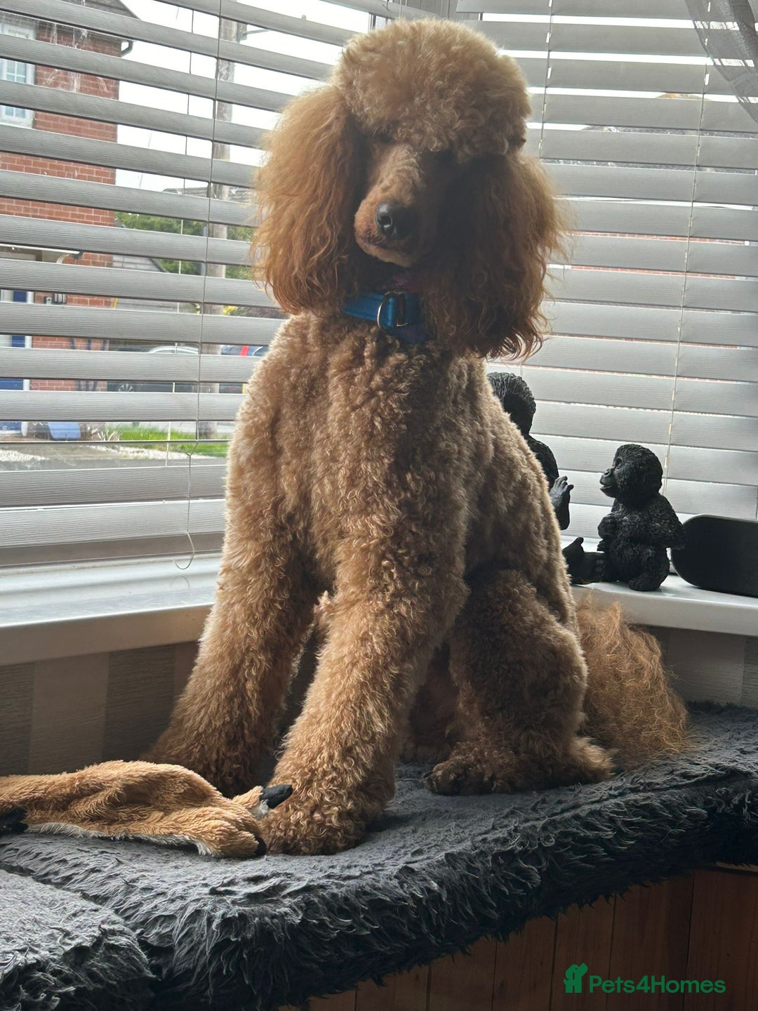 Standard Poodle dogs for sale: Beautiful standard poodle puppies - Advert 32