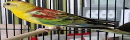 Parrots birds for sale: Amazos/Parakeets/Parrots available  - Advert 3