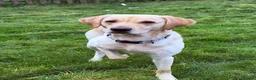 Labrador Retriever dogs for stud: Kylo  - Advert 3