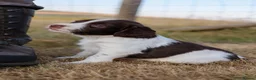 English Springer Spaniel dogs for sale: English springer spaniel  - Advert 5