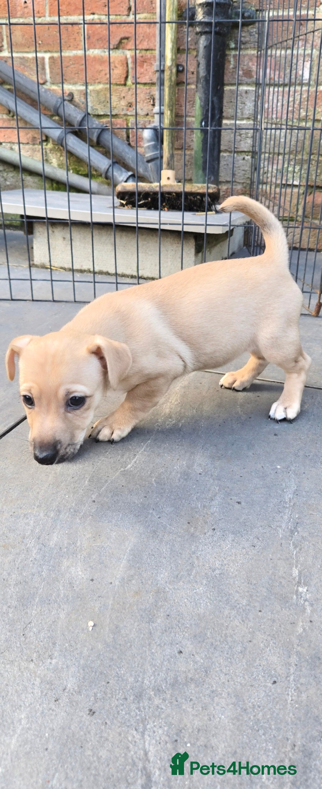 Jack Russell dogs for sale: Jack Russell puppies  - Advert 5