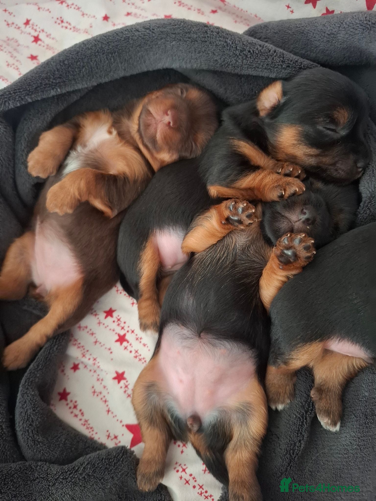 Yorkshire Terrier dogs Charming Yorkshire Terrier Puppies - Advert 1