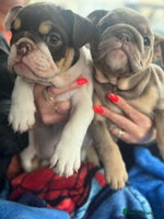 English Bulldog dogs - Advert 4
