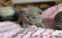 British Shorthair cats for sale: 🇬🇧BSH LILAC & BLUE BOYS 👀4🏠 🥰 GCCF REG  - Image 7