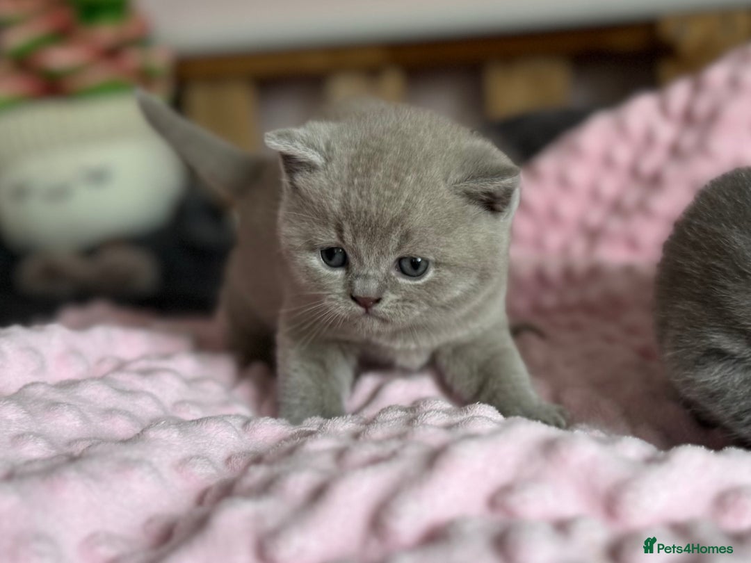 British Shorthair cats for sale: 🇬🇧BSH LILAC & BLUE BOYS 👀4🏠 🥰 GCCF REG  - Image 7
