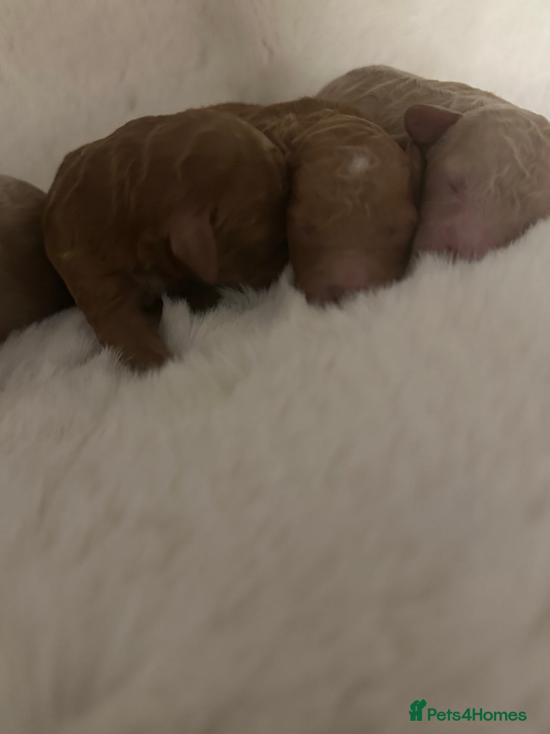 Cockapoo dogs for sale: Stunning litter of true miniature cockapoos ⭐️🐾🐾 - Advert 5