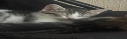Mixed Breed cats for sale: 3 boys  - Advert 4