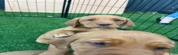 Cockerdor dogs for sale:  Cockerdor fox red puppies - Advert 5