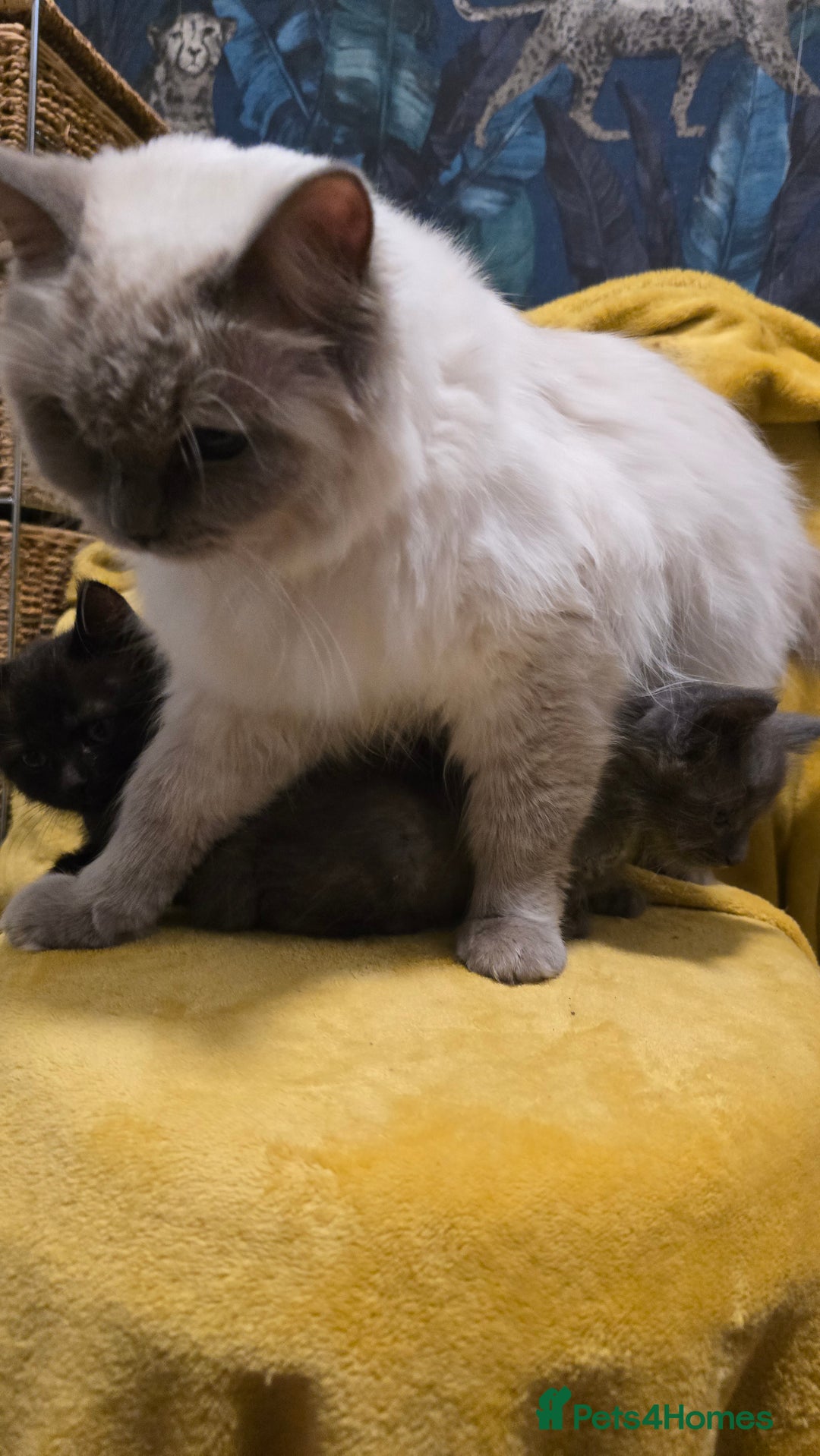 Ragdoll cats for sale: Beautiful half ragdoll kittens - Image 12