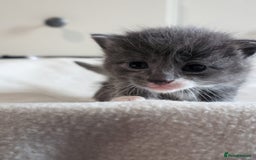 Mixed Breed cats for sale: Beautiful babies  - Image 4