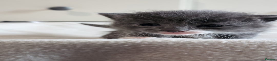  Kitten 3 (little grey) 