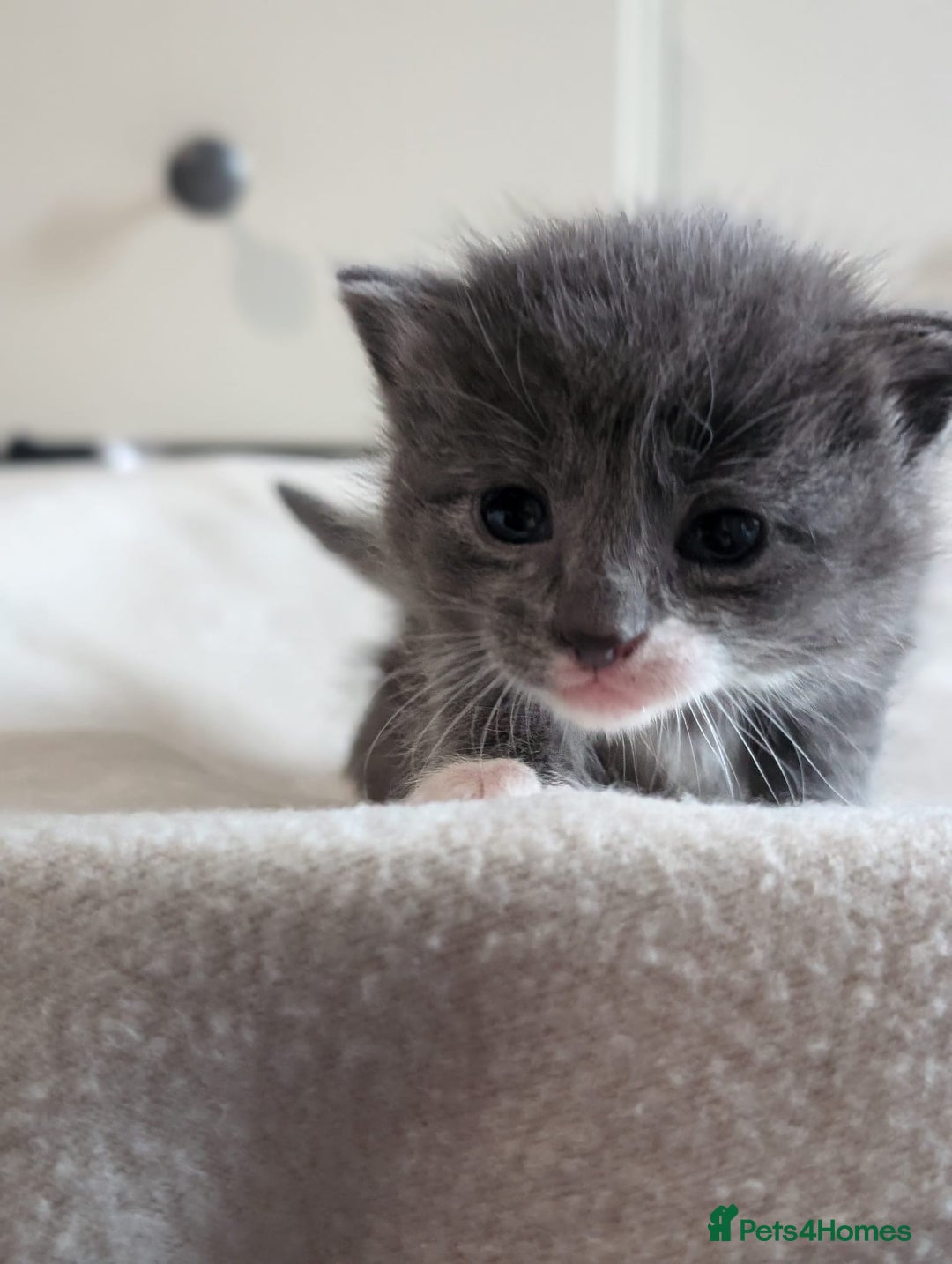 Mixed Breed cats for sale: Beautiful babies  - Image 4