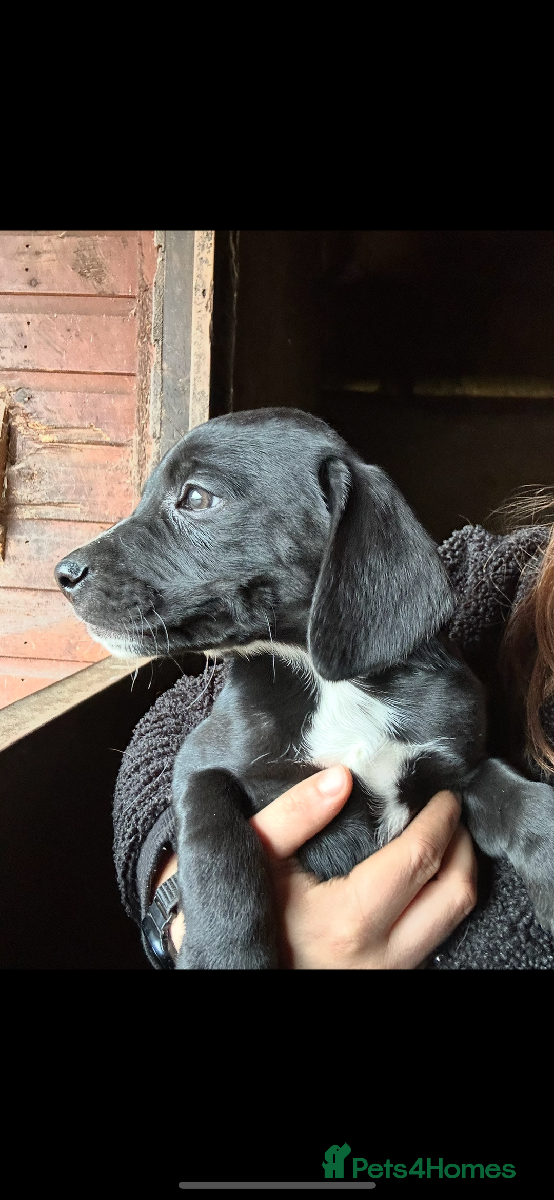 Mixed Breed dogs for sale: Beautiful litter of puppies. Mixed breeds❤️ - Image 17
