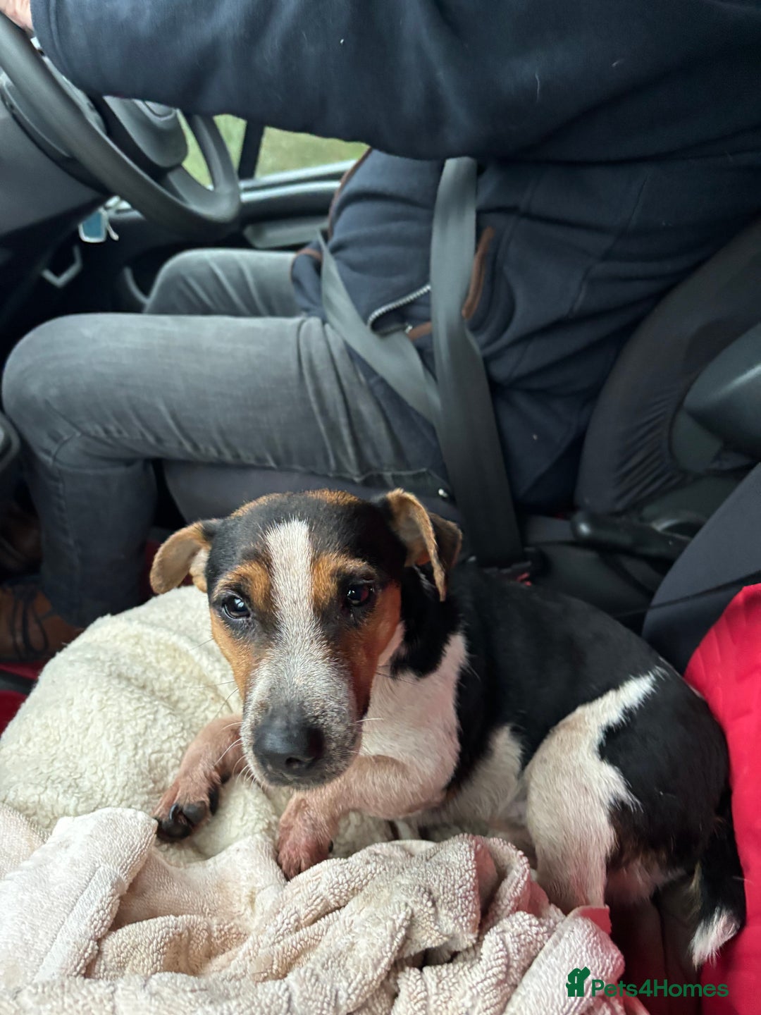 Mixed Breed dogs for sale: Adorable Puppies! - Advert 13