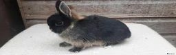 Netherland Dwarf rabbits for sale: Baby Netherland Dwarf Doe & Adult Netherland Dwarf - Advert 4