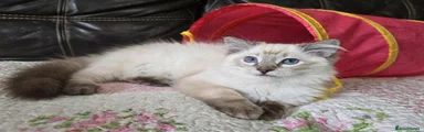 Ragdoll 2 Hey Presto