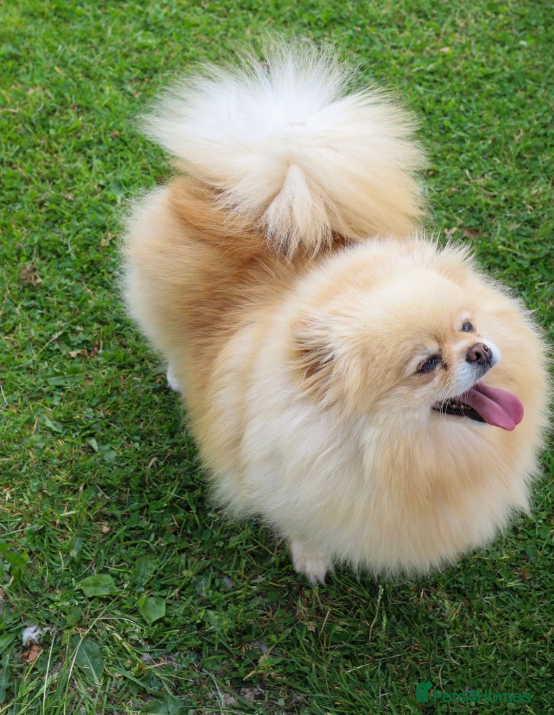 Pomeranian dogs for sale: TEDDY BEAR POMERANIAN READY TO GO - Advert 3