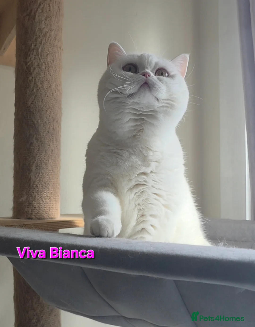 British Shorthair cats for sale: Closing of BSH cattery, 50% discount  - Advert 1