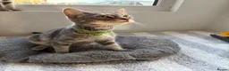 Mixed Breed cats for sale: Stunning Tabby kittens - Advert 5