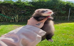 Ferret rodents for sale: Ferret kits (EU x ANGORA, and Standard) - Image 3