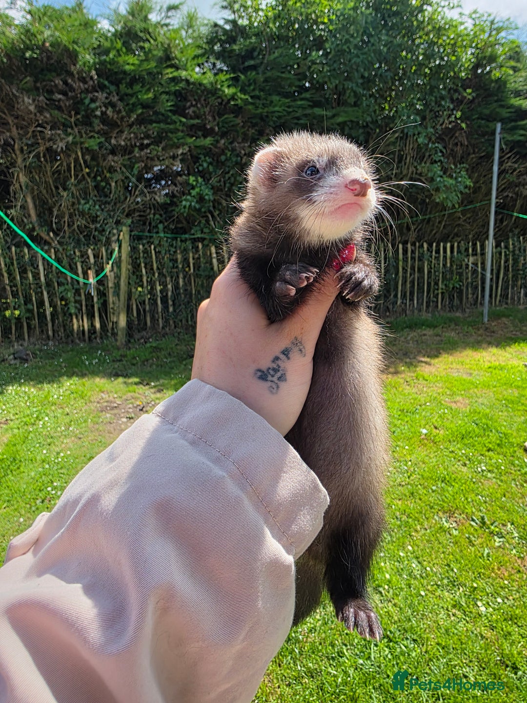 Ferret rodents for sale: Ferret kits (EU x ANGORA, and Standard) - Image 3