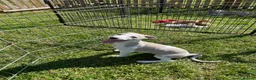 Whippet dogs for sale: Whippet puppy - Advert 2
