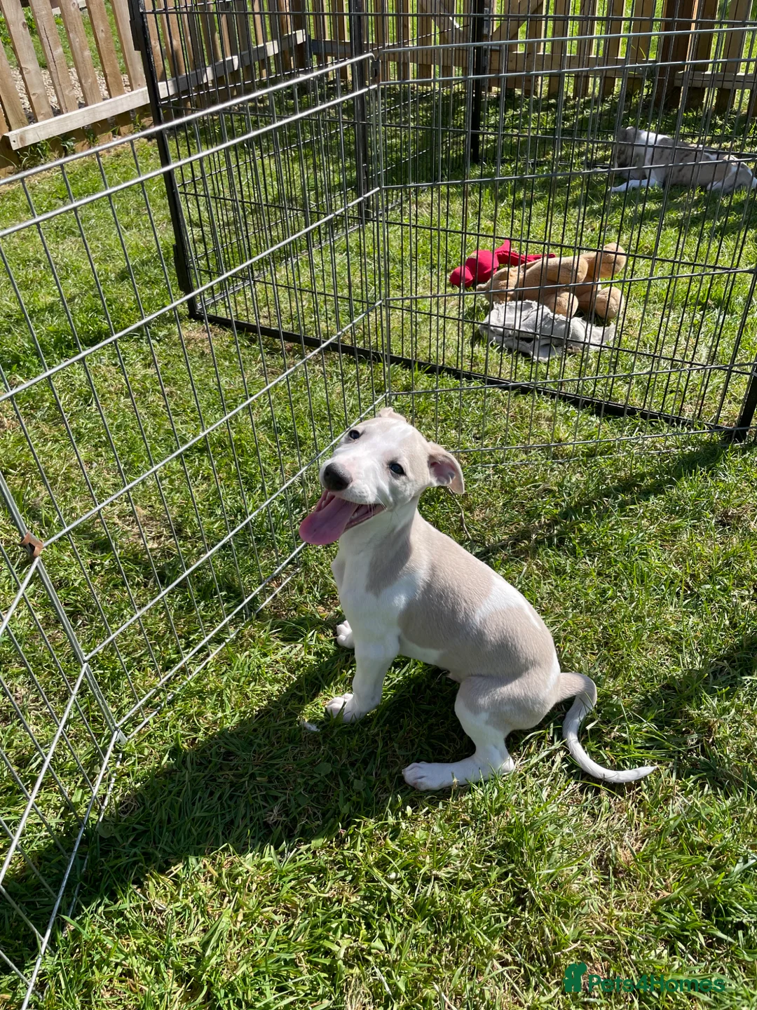 Whippet dogs for sale: Whippet puppy - Advert 2