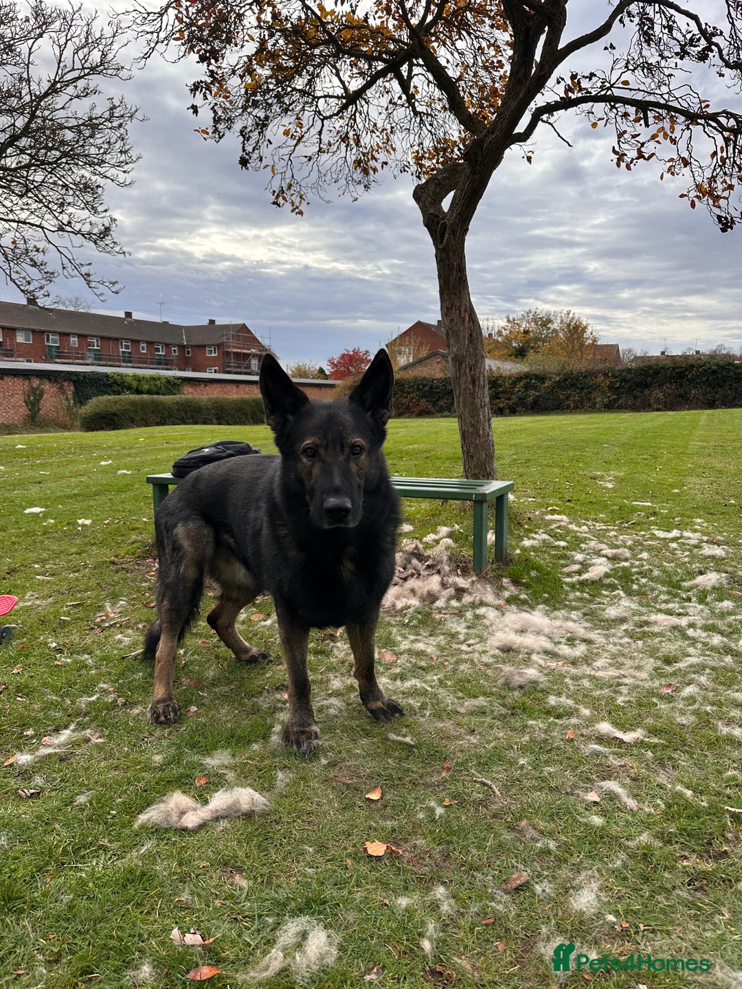 German Shepherd dogs for sale: German Shepherd DDR - Advert 1