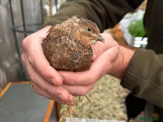 Quail poultry Group of quail, - Advert 1