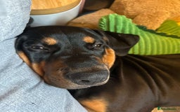Dobermann dogs for sale: Dobermen cross  - Image 2