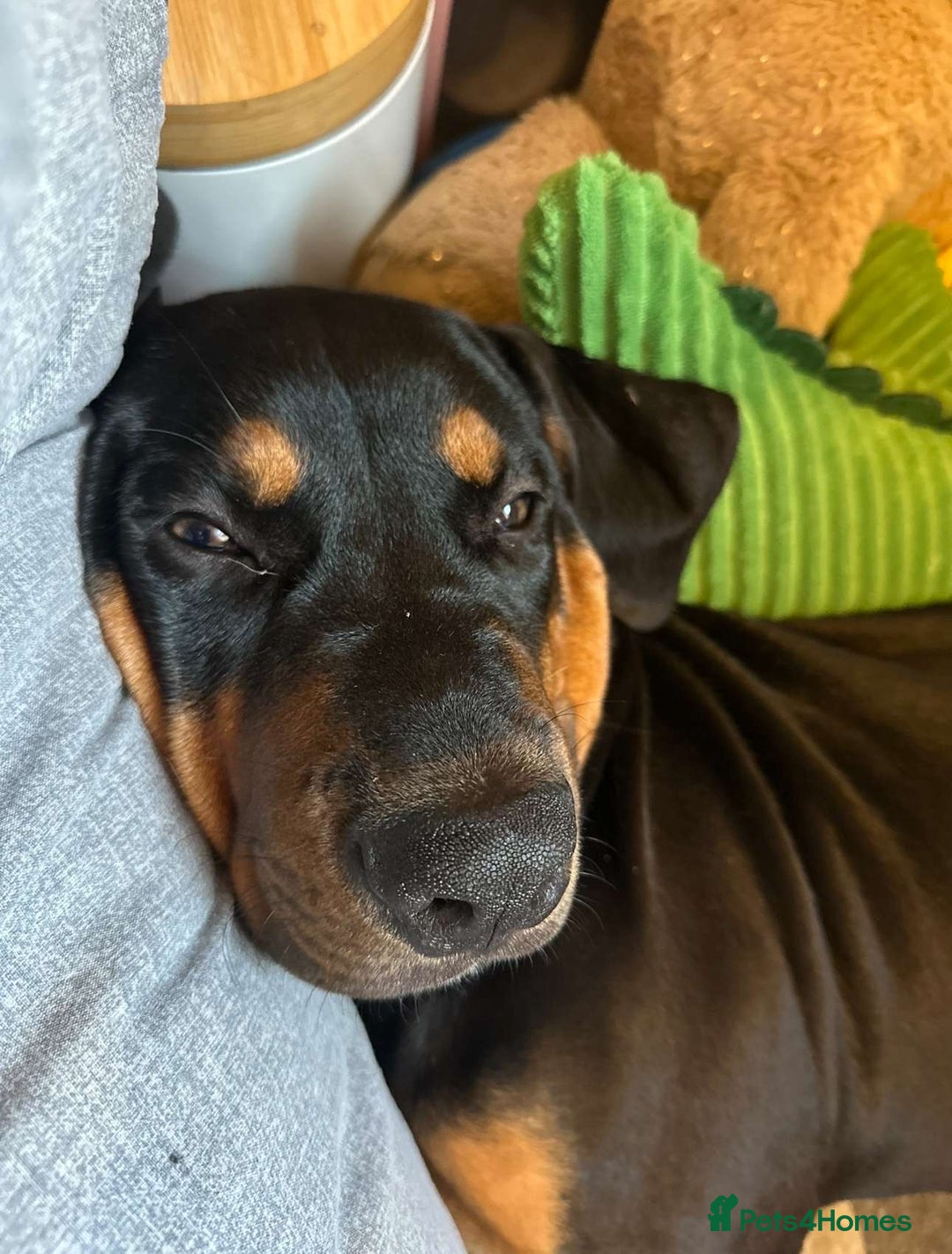 Dobermann dogs for sale: Dobermen cross  - Image 2