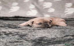 French Bulldog dogs for sale: French Bulldogs - Image 7