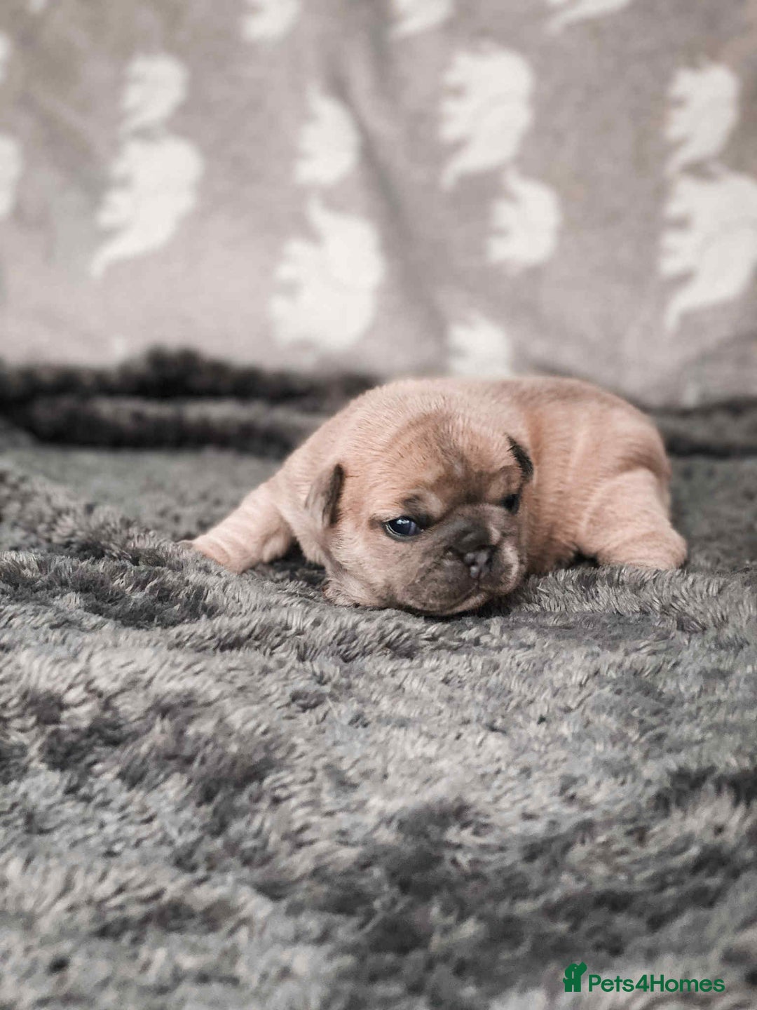 French Bulldog dogs for sale: French Bulldogs - Image 7