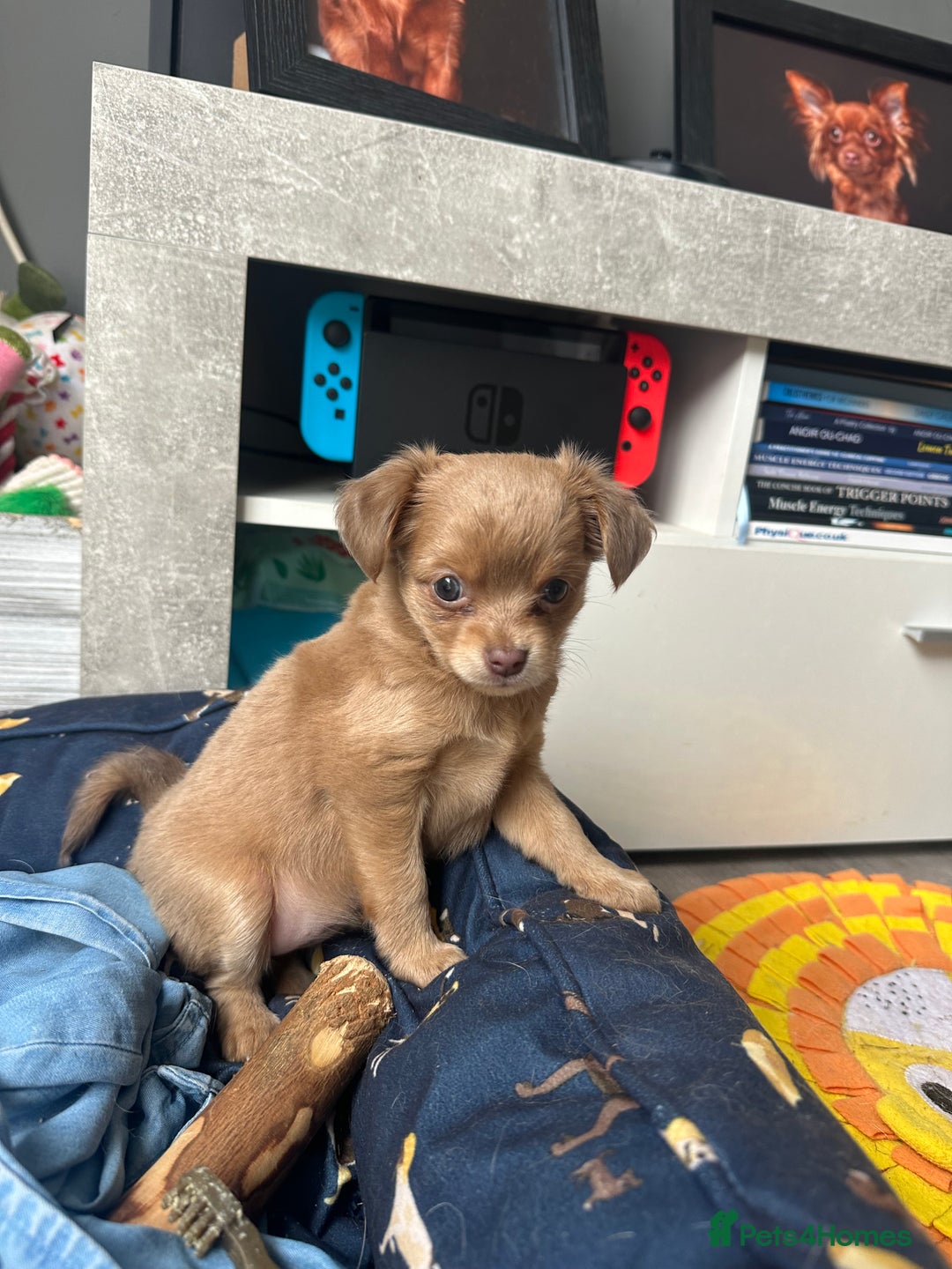 Chihuahua dogs for sale: One of a kind ChiPin Puppies - Image 20