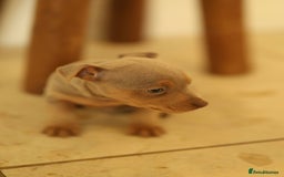 Jack Russell dogs for sale: Beautiful Jack Russell Puppies for sale - Image 13