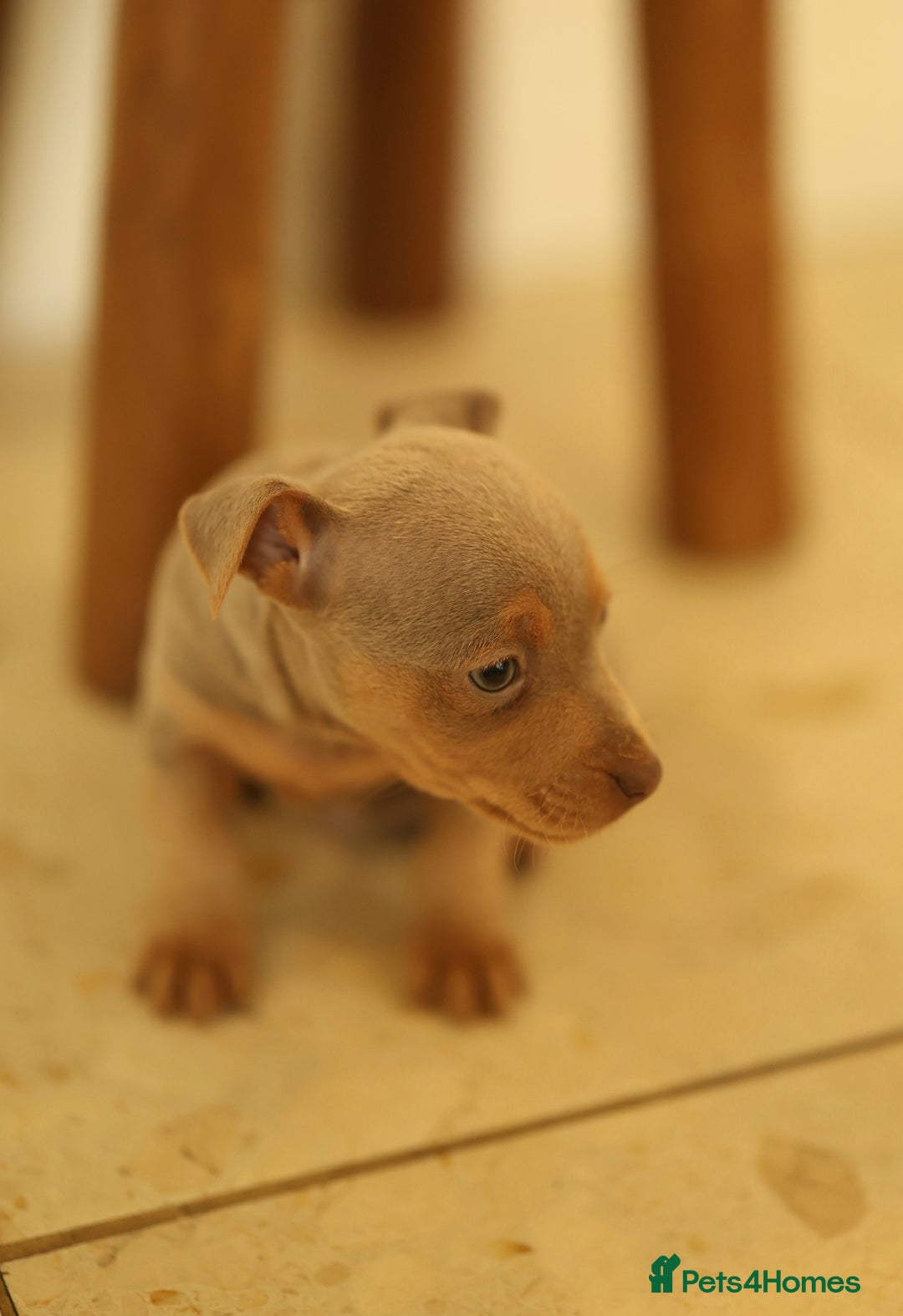 Jack Russell dogs for sale: Beautiful Jack Russell Puppies for sale - Image 13