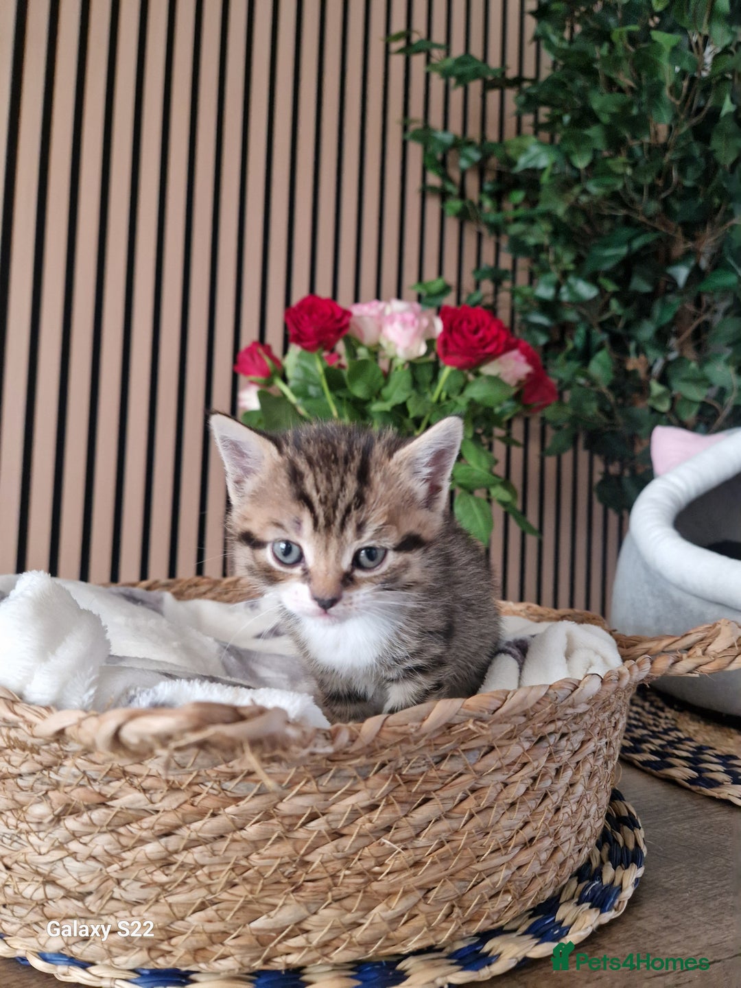 Scottish Fold cats for sale: Scotish fold/straight kittens  - Advert 11