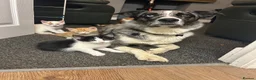 Border Collie dogs for stud: Blue Merle Stud  - Advert 4