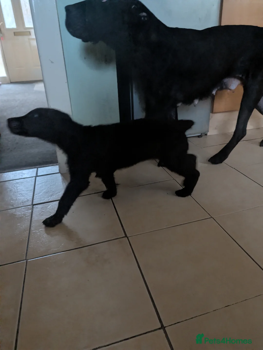 Mixed Breed dogs for sale: Cane corso x German shepherd pups  - Advert 31