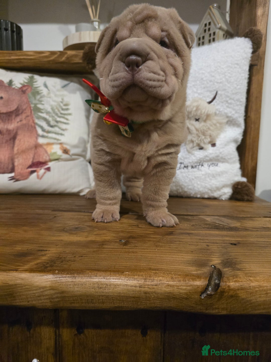 Shar Pei dogs for sale: Beautiful litter of Shar Pei puppies!  - Advert 22