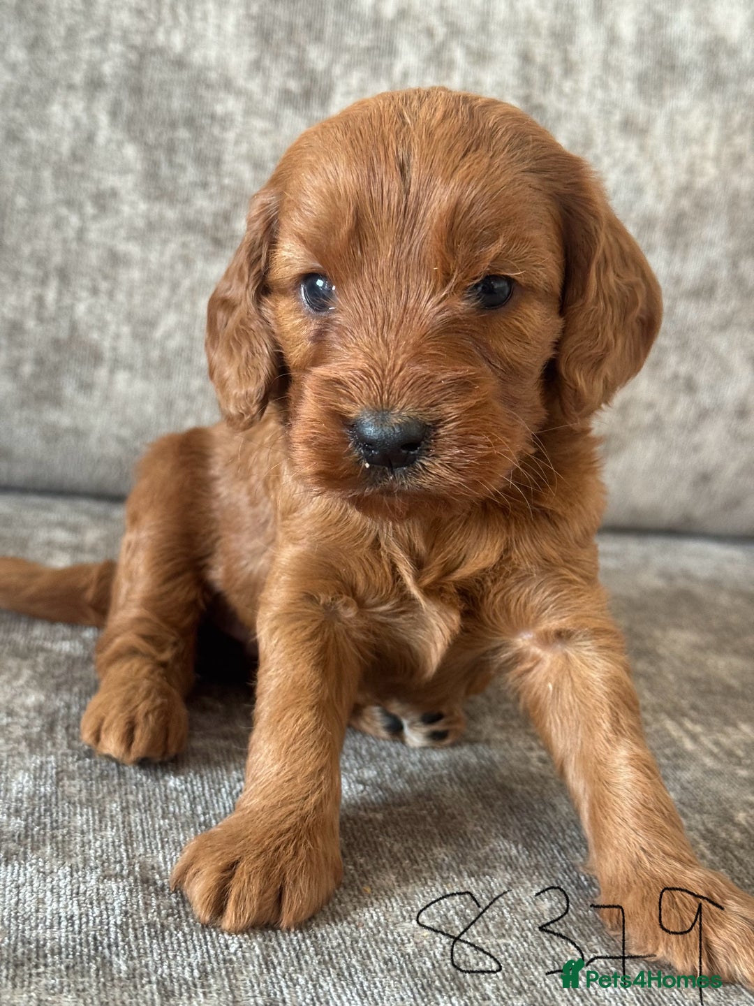 Cockapoo dogs for sale: BEAUTIFUL RED COCKAPOO PUPS HEALTH TESTED PARENTS - Advert 15