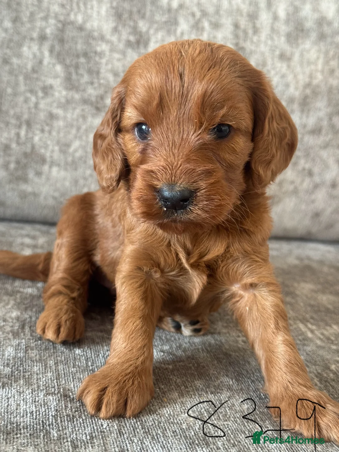 Cockapoo dogs for sale: BEAUTIFUL RED COCKAPOO PUPS HEALTH TESTED PARENTS - Advert 11