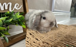 Mini Lop rabbits for sale: Litter of mini lop babies  - Image 13
