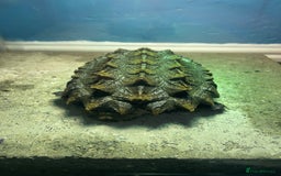 Turtle reptiles for sale: Male alligator snapping turtle - Image 6