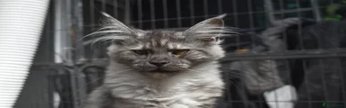 Maine Coon Kitten 4
