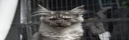 Maine Coon cats for sale: Gorgeous Champion Bloodline Maine Coon Kittens - Advert 6